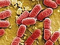E Coli Outbreak in Europe Causes Concern in  | BahVideo.com