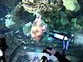 aquariumfilm wmv | BahVideo.com