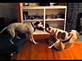 Dog drags dog - tug of war | BahVideo.com