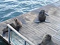 Seal Mocks Woman s Laugh | BahVideo.com
