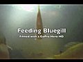 Bluegill Feeding Part 3 - Filmed Underwater  | BahVideo.com