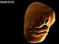 Face Development in the Womb | BahVideo.com