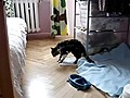 Sleepy Cat Has Trouble Jumping | BahVideo.com