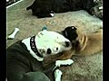 APBT and English Mastiff puppy playing  | BahVideo.com