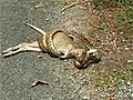 Un kangourou mang par un serpent | BahVideo.com