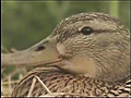 Duck nests in Home Depot garden section | BahVideo.com