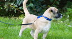 How To Leash Train Your Puppy | BahVideo.com