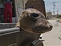 NOVA - Ocean Animal Emergency | BahVideo.com