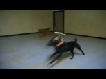 Premier Dog Boarding in Colorado | BahVideo.com