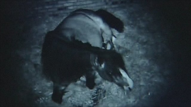 Wimpole Farm s webcam foal dies minutes after  | BahVideo.com