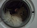 Lustig Hund in Waschmaschiene | BahVideo.com