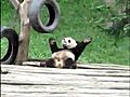 Dance-The-Panda-Gaga-Just Dance | BahVideo.com