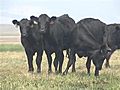 Cows Return Fire-Charred Areas | BahVideo.com
