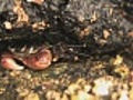 Crabs In Rock Crevice | BahVideo.com