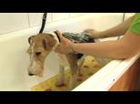 Hondenkapsalon Blane | BahVideo.com