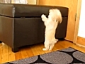 Piccolo cucciolo scatenato | BahVideo.com
