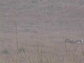 AETV Webisode 14 - Colorado Rifle Antelope Hunting | BahVideo.com