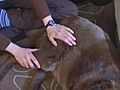 Pet massage | BahVideo.com