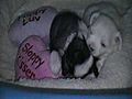 Chinese Crested Puppies Playing | BahVideo.com