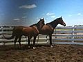 Sacking Out Two Young Horses Together- Herd Instincts- Part 2- Rick Gore Horsemanship | BahVideo.com