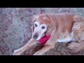 Denver Official Guilty Dog | BahVideo.com