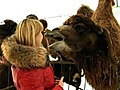 Camels in Chernukha | BahVideo.com