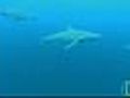 Wild Dolphin Army | BahVideo.com