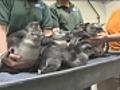 New England Aquarium hatches penguin chicks | BahVideo.com