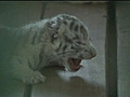 Snow tiger cubs | BahVideo.com