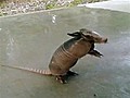 Baby armadillo drinks from garden hose | BahVideo.com