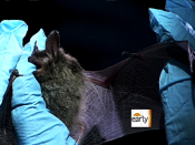 Why are bats dying in droves  | BahVideo.com