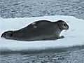 Drones Track Arctic Seals | BahVideo.com