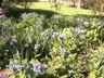 Shade Garden | BahVideo.com