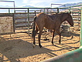 Inmates bond with horses | BahVideo.com