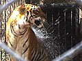 How big kitties beat a heat wave | BahVideo.com