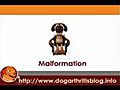 Points to Ponder on Dog Arthritis | BahVideo.com