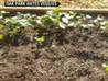Woman faces jail for vegetable planting garden | BahVideo.com