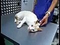 How to deactivate a cat | BahVideo.com