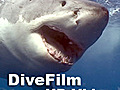 HD - Weddell Seals A Rare Look  | BahVideo.com