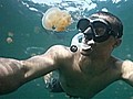 Photographer swims with thousands of jellyfish | BahVideo.com