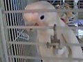 My Goffin Cockatoo Ellie Saying Aflack | BahVideo.com