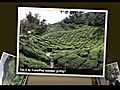  Tea Plantations Griffig1 s photos around Tanah Rata Malaysia | BahVideo.com