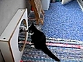 Gattino bisticcia con lo specchio | BahVideo.com