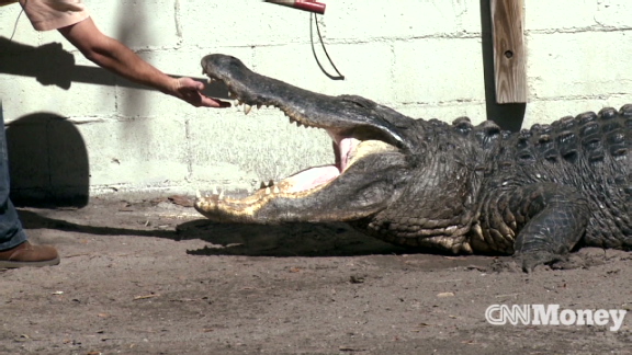 Taking a bite out of gator farming | BahVideo.com