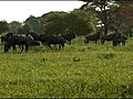 Wildebeest Crossing | BahVideo.com