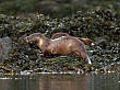 Otter life | BahVideo.com