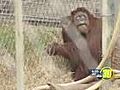 Orangutan at Fresno zoo predicts Super Bowl winner | BahVideo.com
