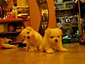 Scampering Maltese Puppies | BahVideo.com