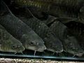 Empurau-A high valued fresh water fish in  | BahVideo.com