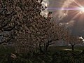 1017 Spring Blooming Cherry Tree Grove Rain  | BahVideo.com